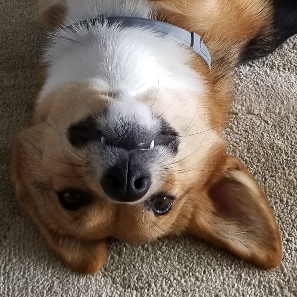 Meet your Posher, Dylan